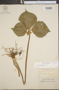 Trillium cernuum image