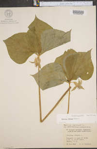 Trillium cernuum image