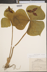 Trillium erectum image