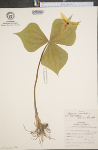 Trillium erectum image