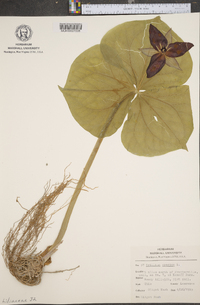 Trillium erectum image