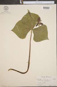 Trillium erectum image