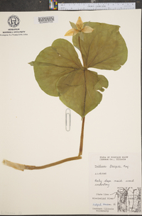 Trillium flexipes image