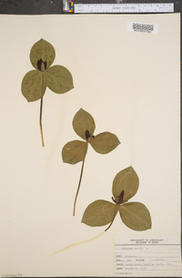 Trillium sessile image