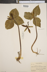 Trillium sessile image