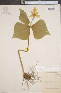 Trillium simile image