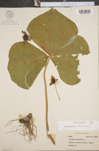 Trillium sulcatum image