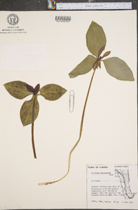 Trillium recurvatum image