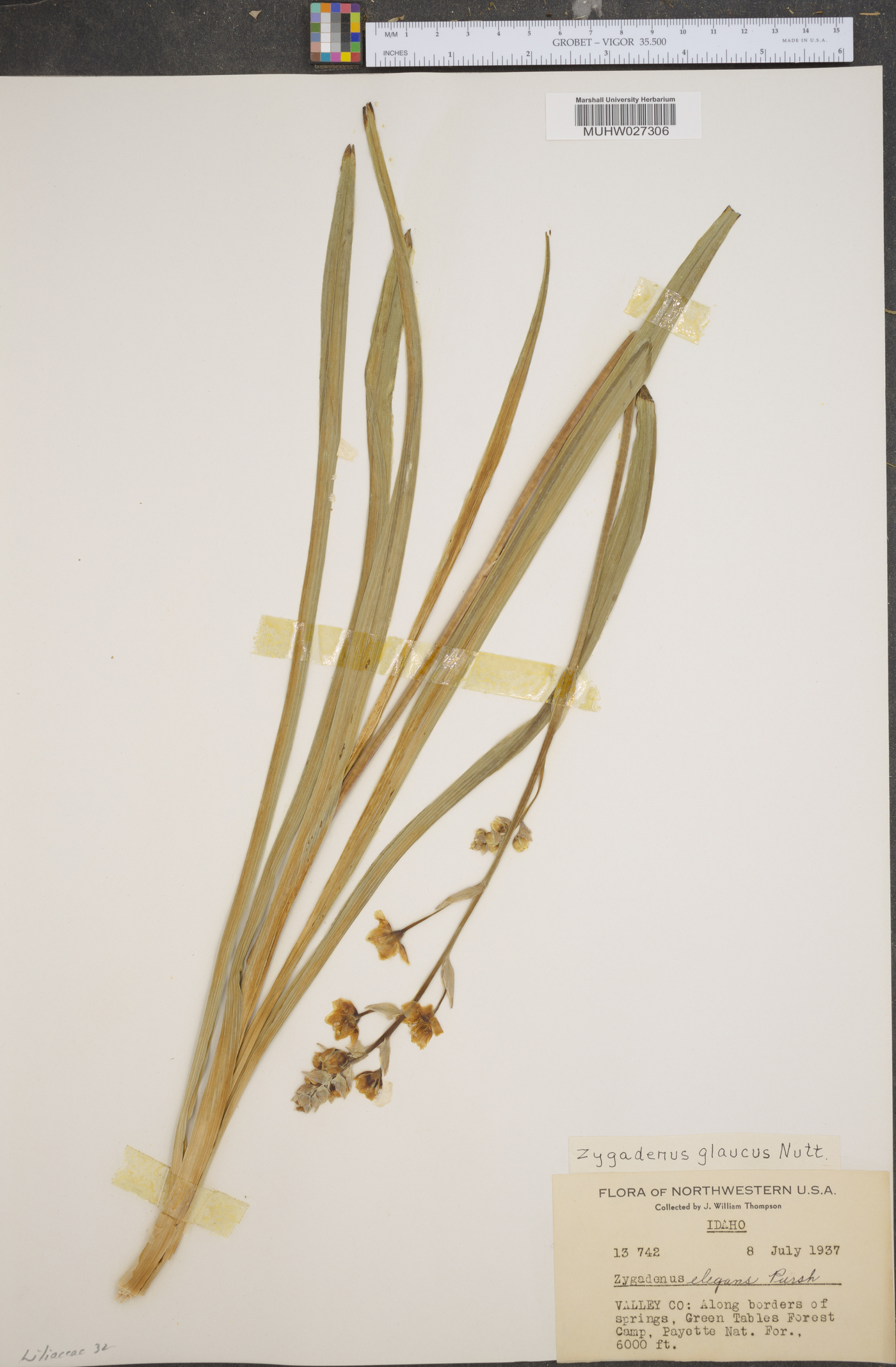 Zigadenus glaucus image