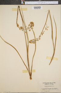 Zigadenus paniculatus image