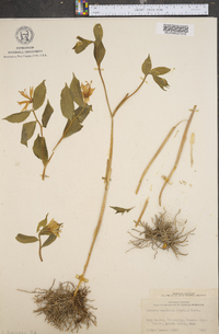 Disporum maculatum image