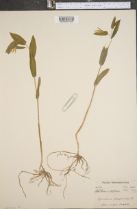 Uvularia perfoliata image