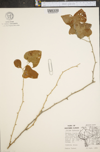 Smilax bona-nox image