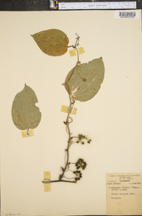 Smilax tamnoides image