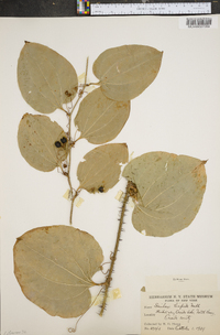 Smilax tamnoides image