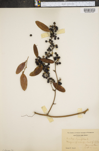 Smilax laurifolia image