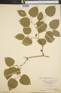 Smilax rotundifolia var. quadrangularis image