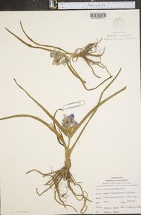 Iris cristata image