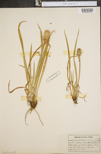 Iris setosa var. canadensis image