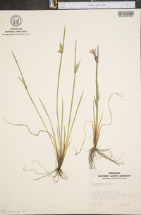 Sisyrinchium albidum image