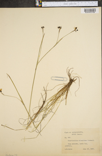 Sisyrinchium atlanticum image