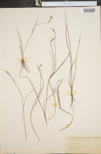 Sisyrinchium flaccidum image