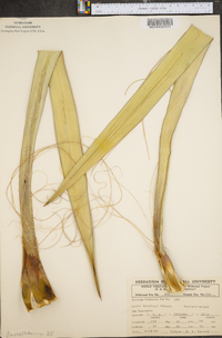 Yucca baccata image