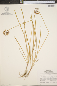 Allium cernuum image