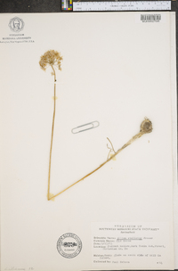 Allium stellatum image