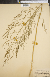 Asparagus officinalis image