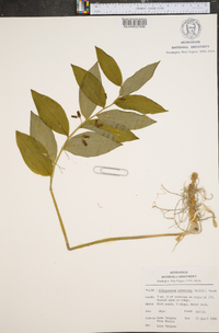 Polygonatum pubescens image