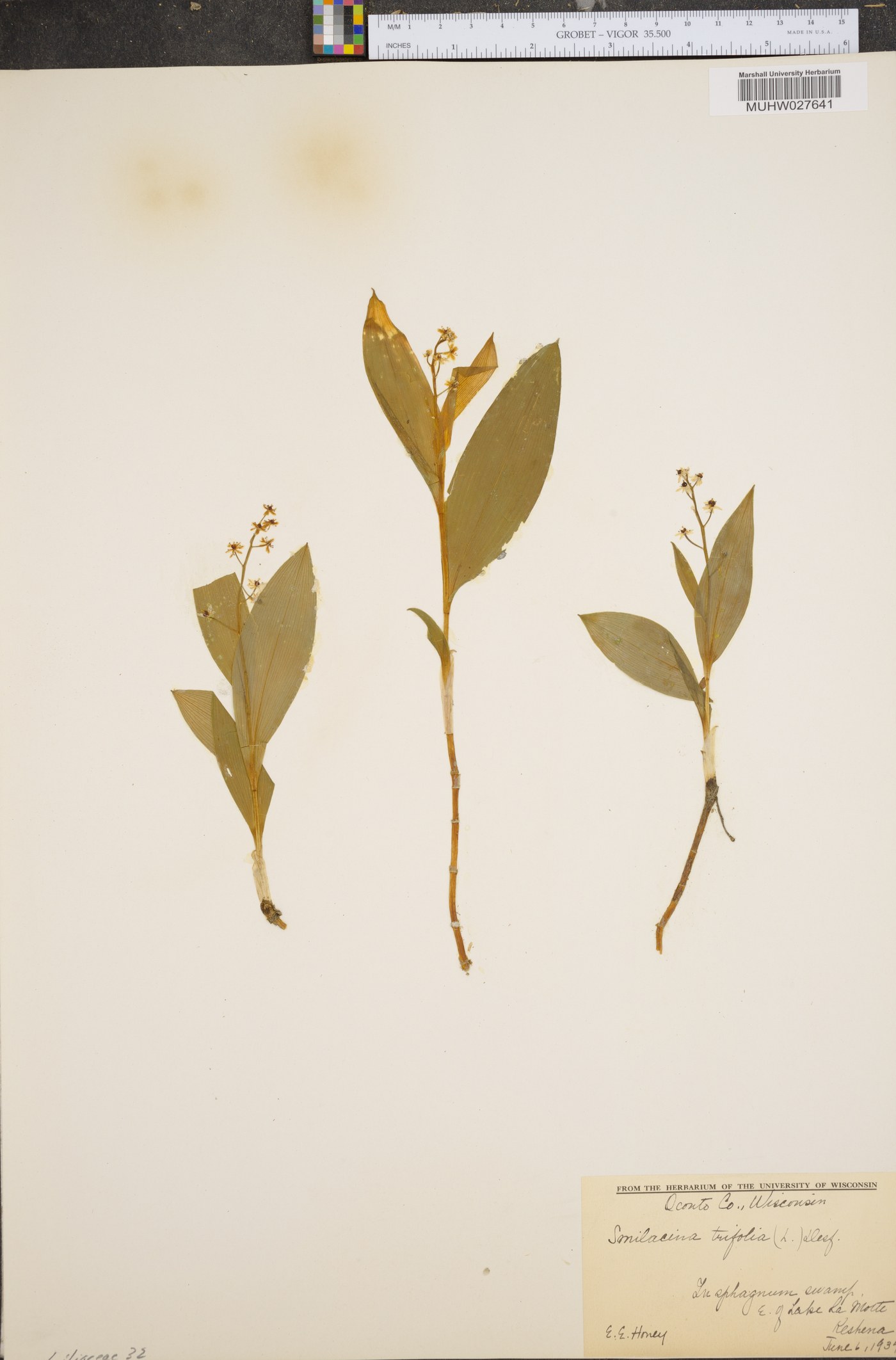 Smilacina trifolia image