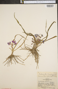 Tradescantia longipes image