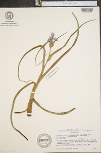 Tradescantia ohiensis image