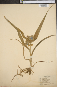 Tradescantia virginiana image