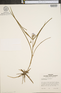 Tradescantia virginiana image