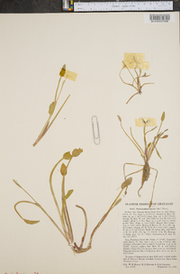 Heteranthera limosa image