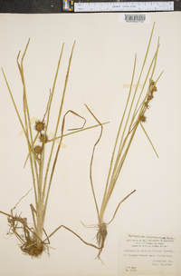 Sparganium angustifolium image