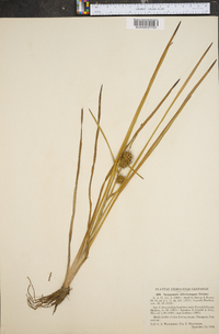 Sparganium angustifolium image