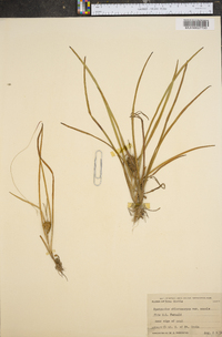 Sparganium angustifolium image