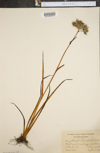 Lachnanthes caroliana image