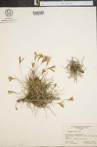 Tillandsia recurvata image