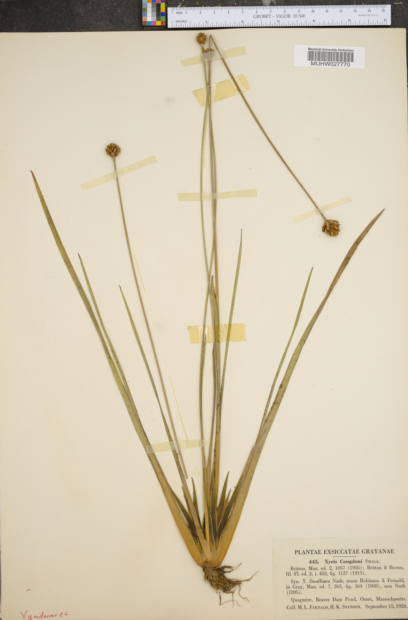 Xyris congdonii image