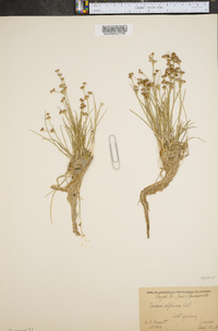 Juncus alpinoarticulatus image