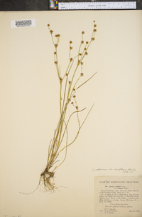 Juncus alpinoarticulatus image