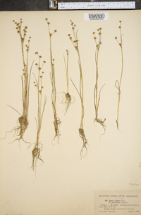 Juncus alpinoarticulatus subsp. fuscescens image