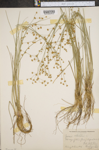 Juncus articulatus image