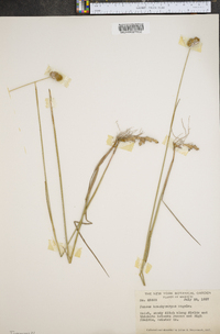 Juncus brachycarpus image