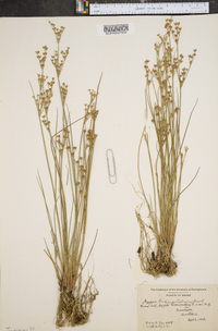 Juncus brevicaudatus image