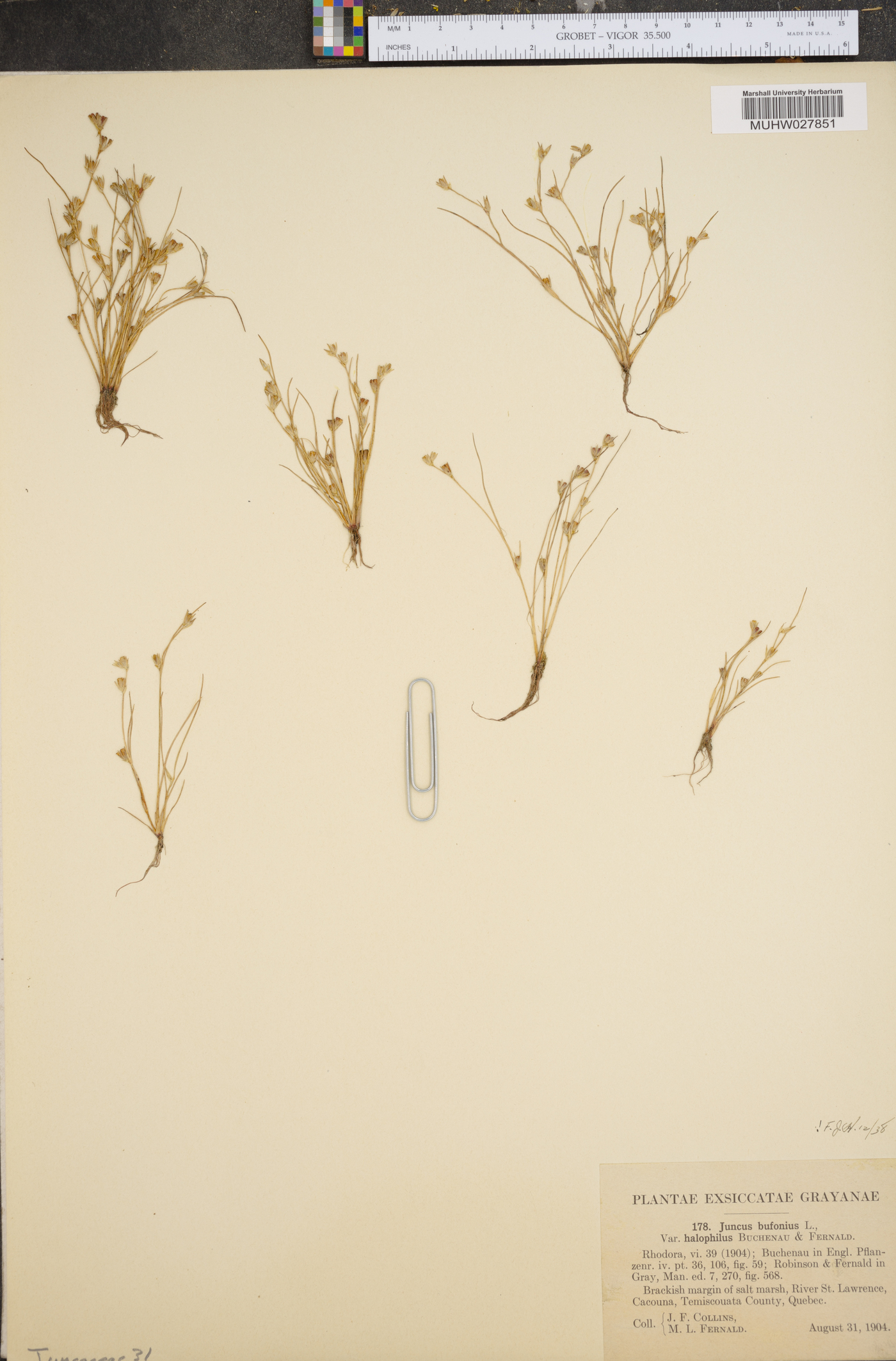 Juncus ambiguus image